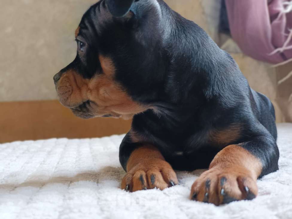 Собаки в Казани: Английский Стаффордширский Бультерьер Мальчик, 50 000 руб. - фото 6