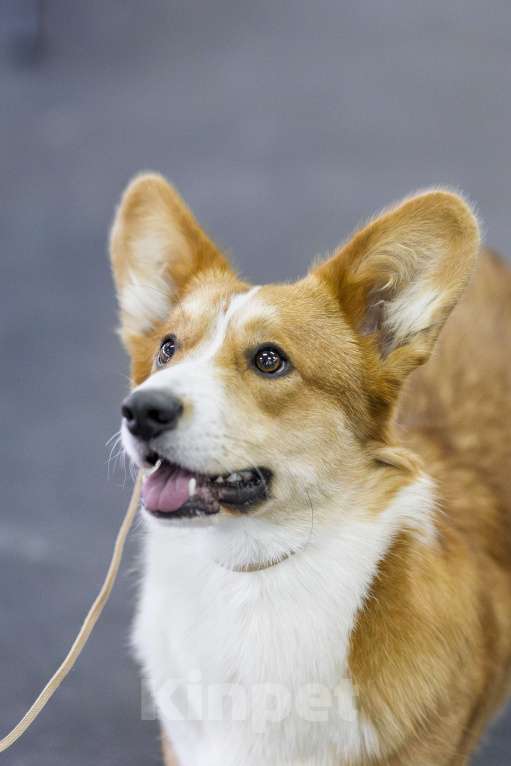 Собаки в других городах Московской области: Василиса для ответственных владельцев. Девочка, Бесплатно - фото 9