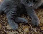 Кошки в других городах Краснодарского края: Котята британской породы Мальчик, 5 000 руб. - фото 2