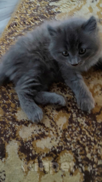 Кошки в других городах Краснодарского края: Котята британской породы Мальчик, 5 000 руб. - фото 2