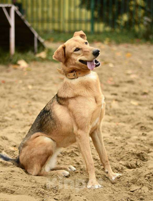 Собаки в Москве: Афина из приюта  в добрые руки Девочка, Бесплатно - фото 2