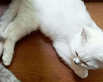 Кошки в Нытве: Серебристый мальчик 8 месяцев Мальчик, 15 000 руб. - фото 5