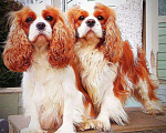 Собаки в Электроуглях: Кавалер кинг Чарльз спаниель на вязку, 1 руб. - фото 3