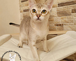 Кошки в Иваново: Сингапурские котята. У нас сейчас есть свободные котята Мальчик, 60 000 руб. - фото 6