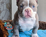 Собаки в Москве: Американский булли Микро Экзот Мальчик, 350 000 руб. - фото 7