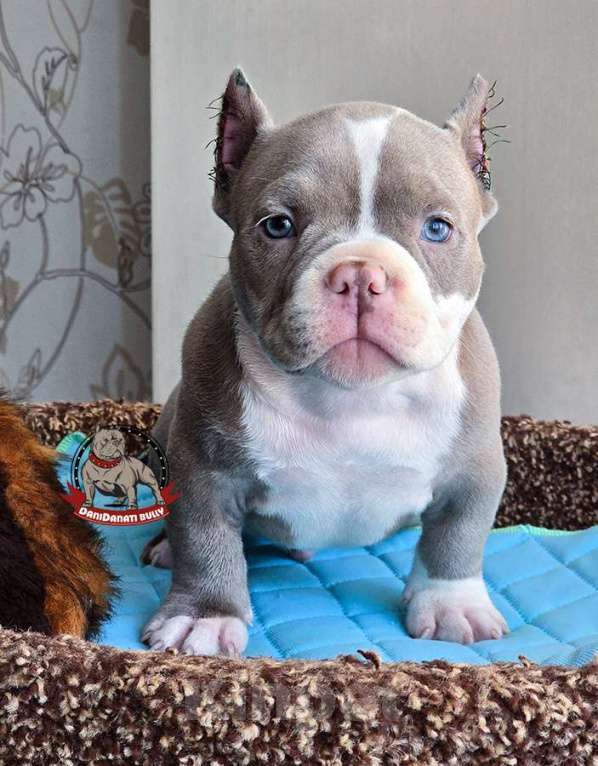 Собаки в Москве: Американский булли Микро Экзот Мальчик, 350 000 руб. - фото 7