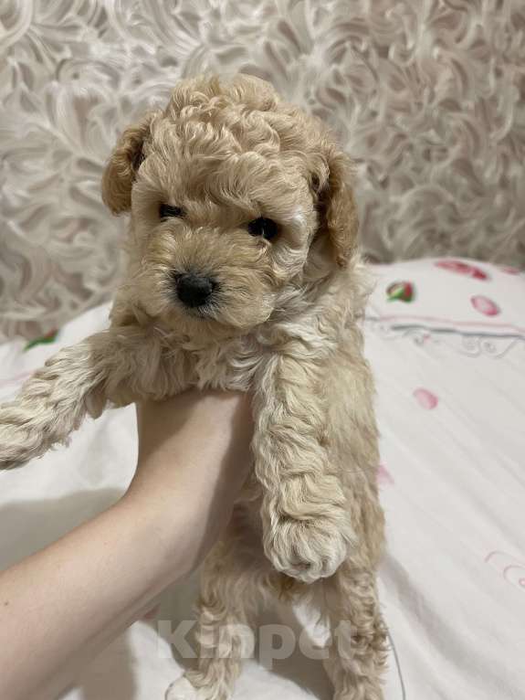 Собаки в Нижнем Новгороде: Той-пудель девочка (темная)  Девочка, 55 000 руб. - фото 4