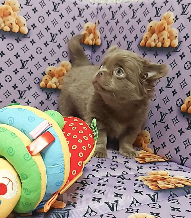 Собаки в Новосибирске: Мальчик Чихуахуа длинношерстный Мальчик, Бесплатно - фото 1