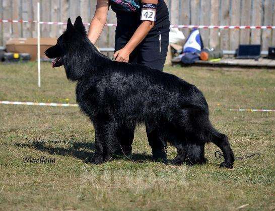 Собаки в Щербинке: Немецкая овчарка ВЯЗКА, 10 руб. - фото 1