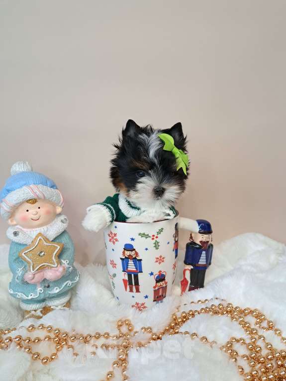 Собаки в Москве: Девочка Бивер Девочка, 135 000 руб. - фото 2