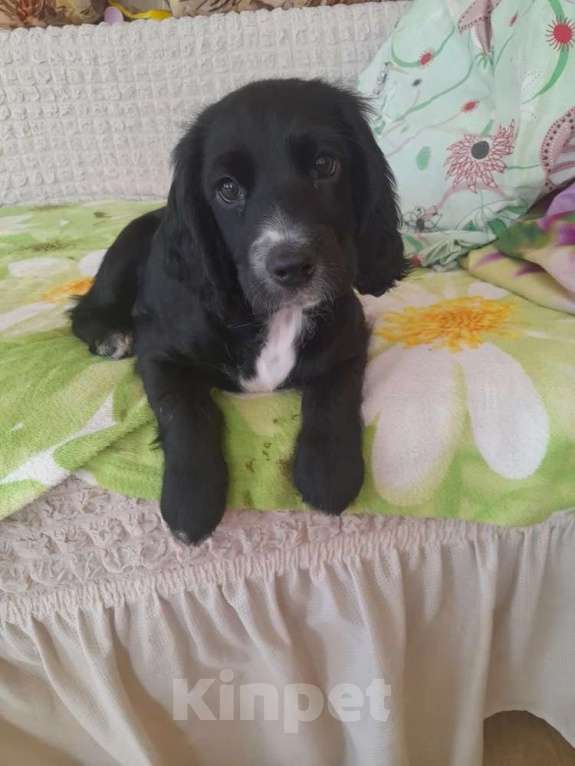 Собаки в Находке: Продам Девочка, 10 000 руб. - фото 1