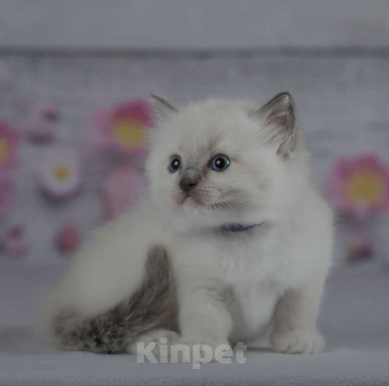 Кошки в Москве: Рэгдолл девочка с серым носиком Девочка, 30 000 руб. - фото 4