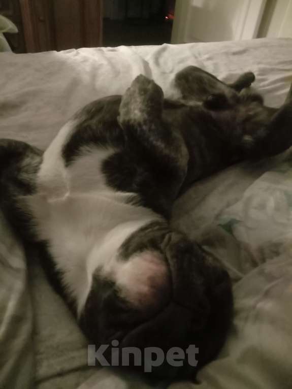 Собаки в Москве: Продам французика  Мальчик, 25 000 руб. - фото 2