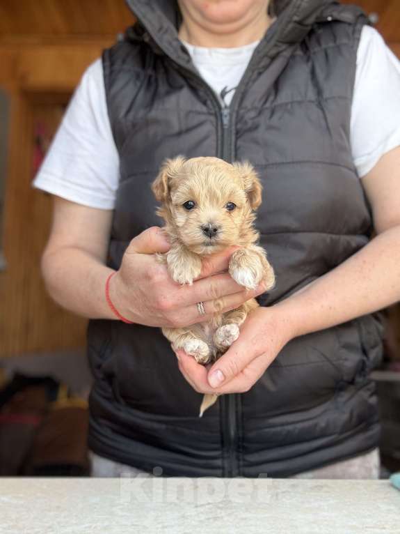 Собаки в Новосибирске: Щенки мальтипу Мальчик, 120 000 руб. - фото 1