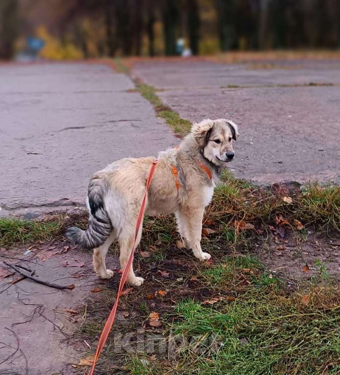 Собаки в Москве: Афелия пушистое облачко Девочка, Бесплатно - фото 5