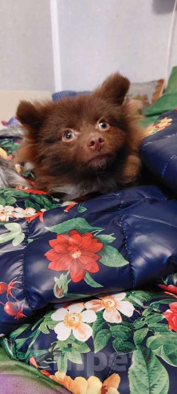 Собаки в Москве: Потерялся Шоколадный щенок 6 мес. Мальчик, Бесплатно - фото 1