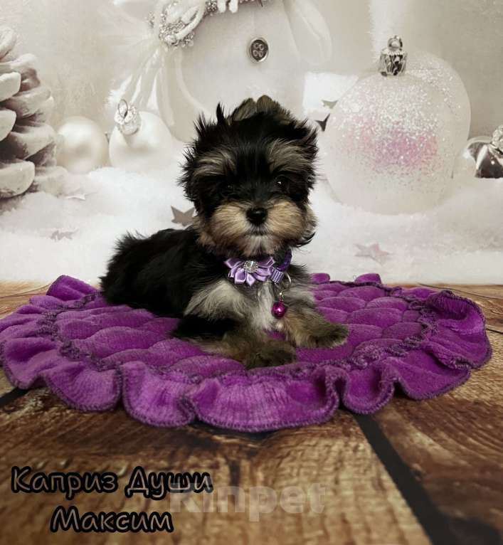 Собаки в Сосновом Бору: Мальчик йорктиз Максим ( документы НРКА) Мальчик, 40 000 руб. - фото 2