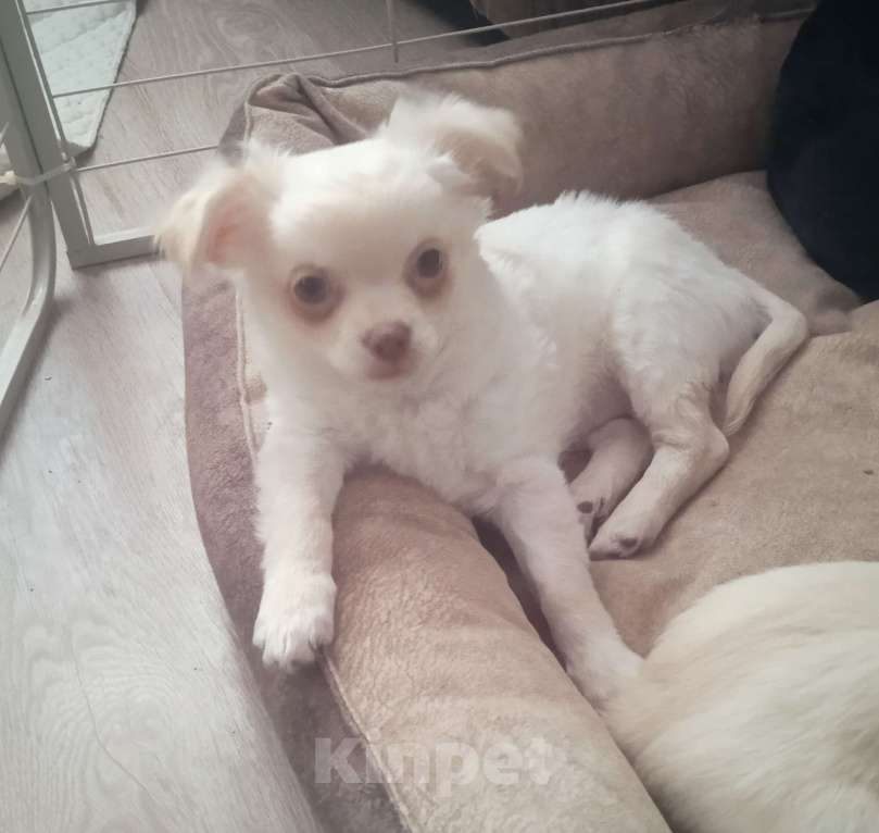 Собаки в Санкт-Петербурге: Чихуахуа девочка мелкий стандарт Девочка, 22 000 руб. - фото 3