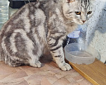 Кошки в Златоусте: Ищет дом Мальчик, Бесплатно - фото 4