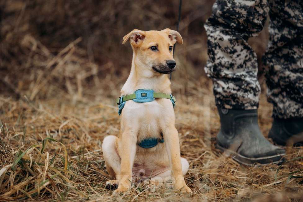 Собаки в Москве: Рыжий мальчишка в поисках дома Мальчик, Бесплатно - фото 4