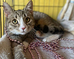 Кошки в Москве: Котенок Миса ищет дом Девочка, Бесплатно - фото 4