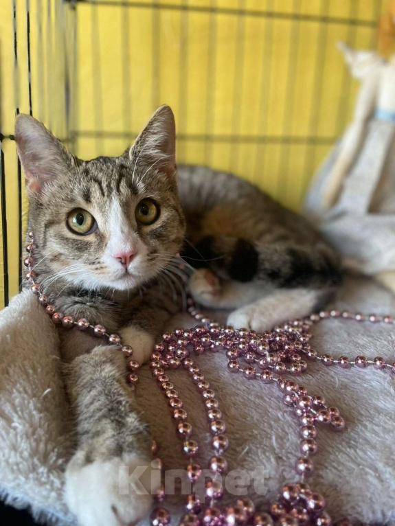 Кошки в Москве: Котенок Миса ищет дом Девочка, Бесплатно - фото 4