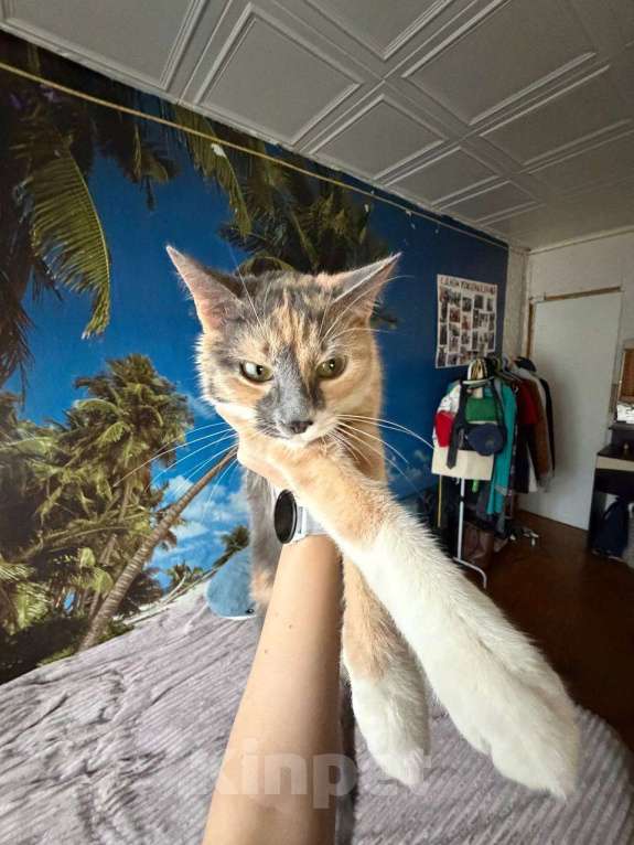 Кошки в Москве: Кошечка ищет любящий дом Девочка, Бесплатно - фото 8