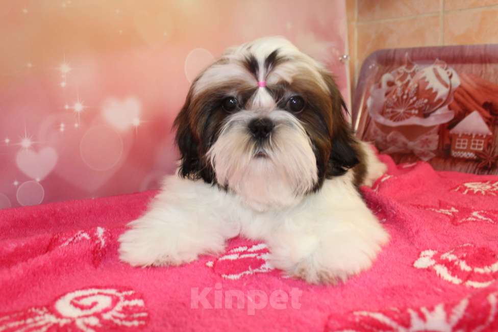 Собаки в Москве: девочка ши-тцу Девочка, 50 000 руб. - фото 3