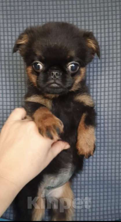 Собаки в Москве: Малый брабансон девочка Девочка, 50 000 руб. - фото 2