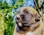Собаки в Ногинске: Щеночек девочка финской лайки Девочка, Бесплатно - фото 3