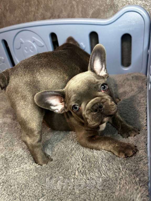 Собаки в Химках: Французский бульдог щенки Мальчик, 60 000 руб. - фото 4