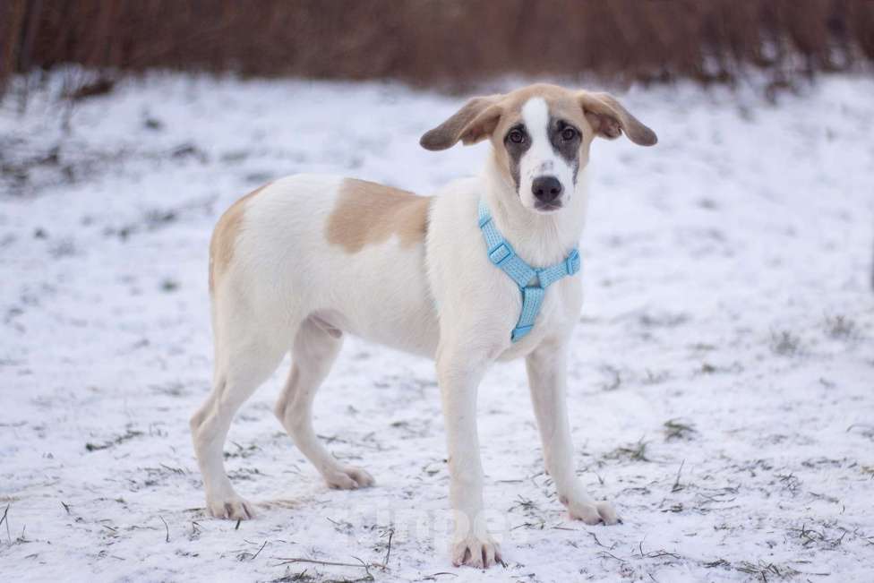 Собаки в Москве: Необычного окраса Стич в поисках дома Мальчик, Бесплатно - фото 3
