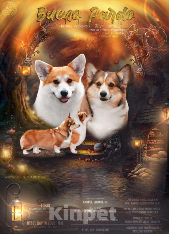 Собаки в Москве: щенки вельш корги пемброк Мальчик, 50 000 руб. - фото 10