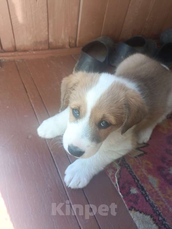 Собаки в других городах Ленинградской области: Маленький пёс Мальчик, Бесплатно - фото 2