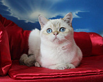 Кошки в Клине: Котик с синими глазами Мальчик, 25 000 руб. - фото 3