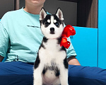 Собаки в Дальнегорске: Хаски Щенки Разных окрасов Разнополые, Бесплатно - фото 1