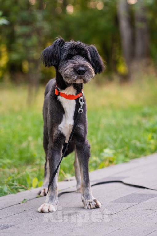 Собаки в Москве: Зелибоба (Боб) Мальчик, Бесплатно - фото 2