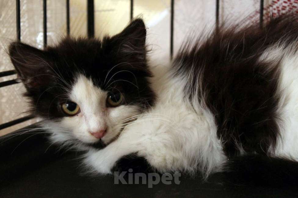 Кошки в Санкт-Петербурге: Маленький, робкий, пушистый котёнок Девочка, Бесплатно - фото 3