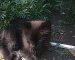 Кошки в Лабинске: Суровый пушистый кот Мальчик, Бесплатно - фото 2