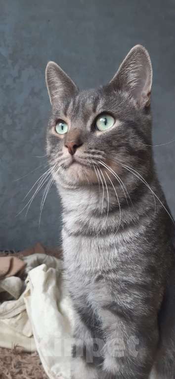 Кошки в Лысьве: Ищу новый дом с добрыми и хорошими хозяевыми, которые готовы принять моего кота. Мальчик, Бесплатно - фото 5