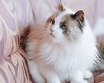 Кошки в Москве: Голубоглазая красавица кошка Каша ищет дом! Девочка, Бесплатно - фото 5