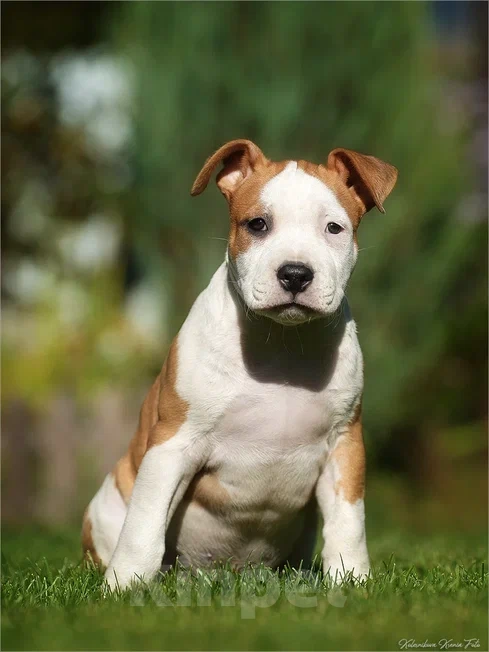 Собаки в Самаре: Породные щенки АСТ из питомника Мальчик, 40 000 руб. - фото 4