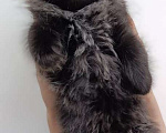 Кошки в Уфе: котята девочки Девочка, Бесплатно - фото 1
