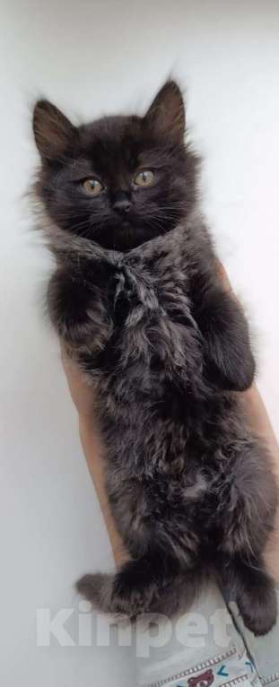 Кошки в Уфе: котята девочки Девочка, Бесплатно - фото 1