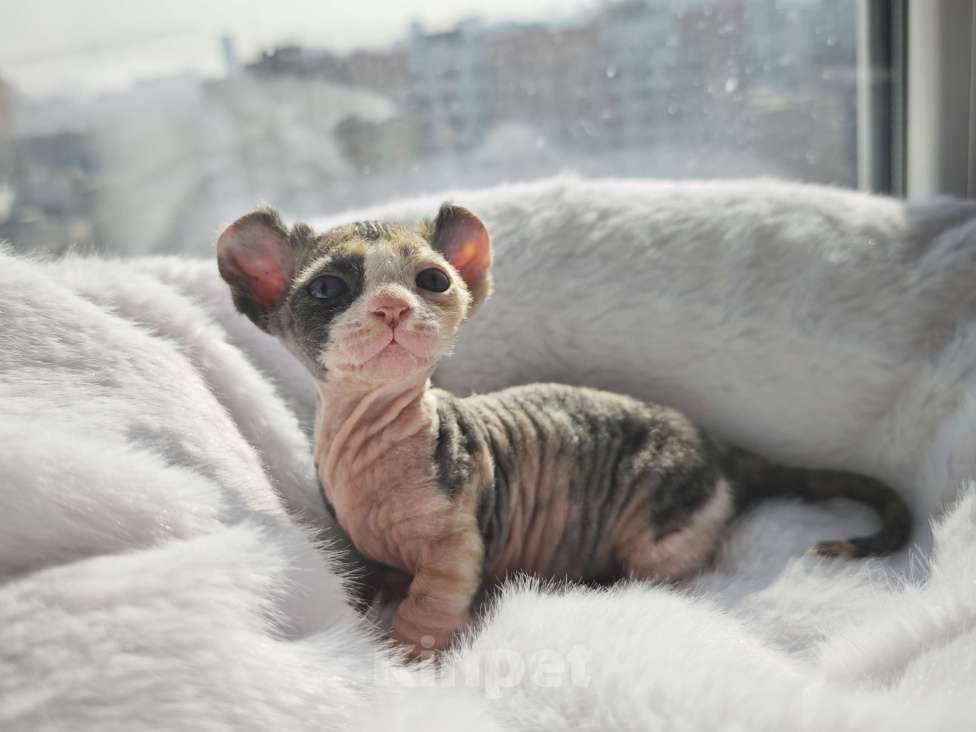 Кошки в Екатеринбурге: Девочка двэльф канадский сфинкс котенок Мальчик, 70 000 руб. - фото 6