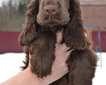 Собаки в Зеленограде: Английского кокер спаниеля щенки Мальчик, 25 000 руб. - фото 4