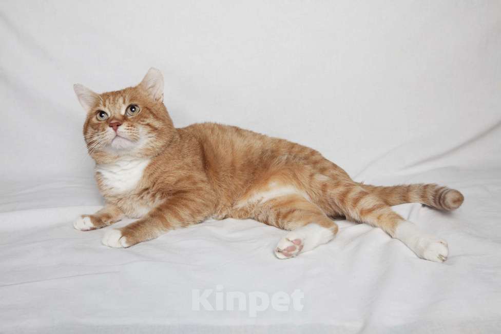 Кошки в Москве: Брутальный рыжий кот в добрые руки  Мальчик, Бесплатно - фото 3