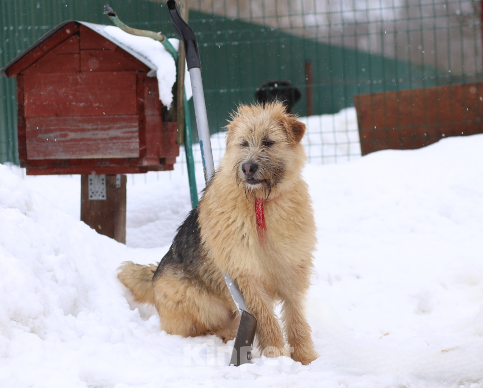 Собаки в Москве: щенок Арчи в добрые руки Мальчик, Бесплатно - фото 6