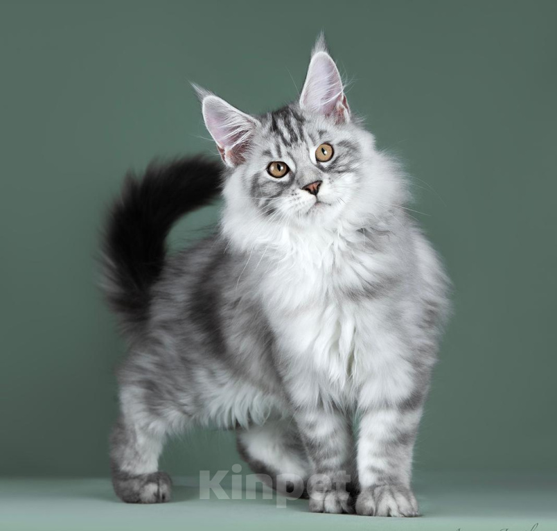Кошки в Видном: Сладкий пирожок Ванечка (Айвенго), мейн-кун котенок Мальчик, 50 000 руб. - фото 1