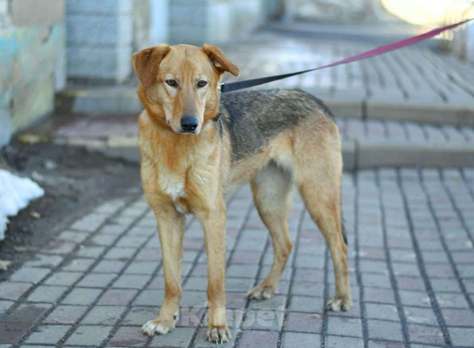 Собаки в Москве: Афина в добрые руки Девочка, Бесплатно - фото 3